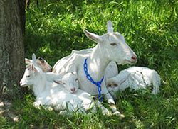 Gestatia si fatarea la capre