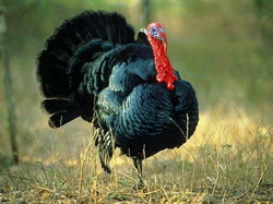 Rinotraheita infectioasa la curci (Guturaiul la curci)