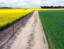 Fertilizarea cu Sulf la rapita si cereale paioase
