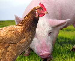 Crescatorii de pasari si de porcine au discutat cu ministrul agriculturii problemele sectorului zootehnic