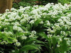 Leurda - Allium ursinum