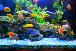 Operatie la pestii de acvariu