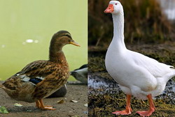 Programul de selectie a gastelor si ratelor