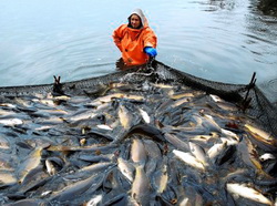 Piata si productia de crap in Europa