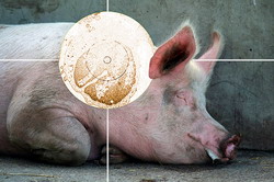 Prevenirea bolilor porcilor