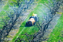 Recomandari Tratamente pomi fructiferi