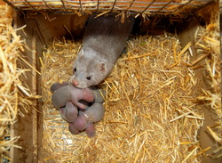 Reproductia la nurca -