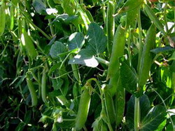 Semanatul la mazarea pentru boabe