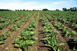 Semanat sfecla de zahar