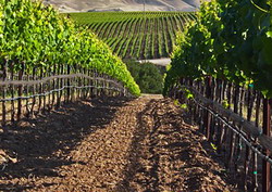 Sprijin financiar pentru a stimula infiintarea asociatiilor de producatori viticoli