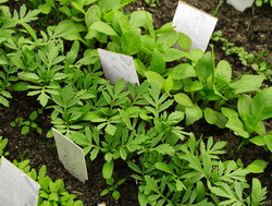 Stimularea cresterii si fertilizarea legumelor