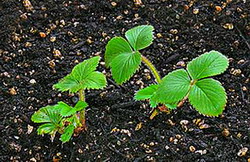 Tratament boli foliare la cultura de capsun