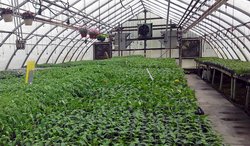 Oferta de rasaduri timpurii pentru sere si solarii 2016