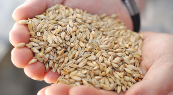 Semanatul orzoaicei de primavara