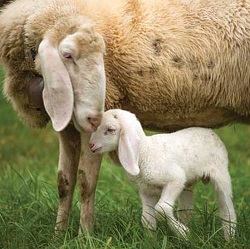 Ingrijirea mielor dupa nastere