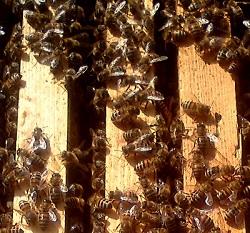 Revizia de primavara a familiilor de albine