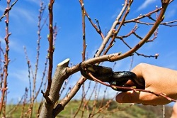 Taierile de productie la prun