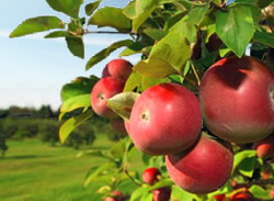 Avertizare Pomicultura: Mar, Par, Gutui