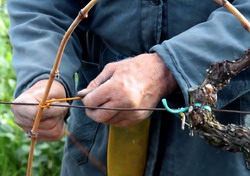 Conducere si legat vita-de-vie