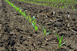 Semanatul porumbului