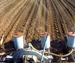 Cultura de floarea soarelui - Semanat