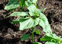 Cultura de floarea soarelui - Semanat floarea-soarelui