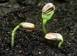 Semanatul florii soarelui