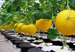 Plantarea pepenelui galben in solar