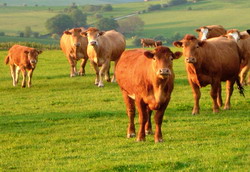 Alerta: Dermatita nodulara virala la bovine – in Bulgaria