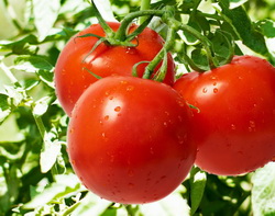 Solutii de fertilizare rosii pentru o productie garantata