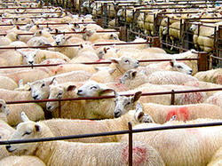 Vizita MADR in Iordania pentru a facilita exportul de animale si cooperari in domeniul agriculturii