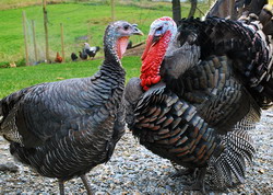 Particularitatile insamantarilor artificiale la curci