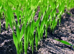 Microfertilizare localizata starter si efect indelungat