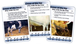 Recomandari hrana animale - cartonase de identificare a simptomelor