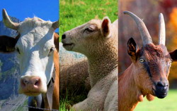 Cum sa ameliorezi consumul de furaje la vaci, oi si capre. Sfaturi practice de la un veterinar cu experienta