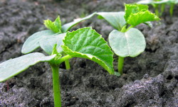 Semanatul castravetilor de vara