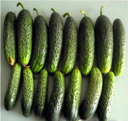 Semanat castraveti de vara - soi de castraveti Odette-F1