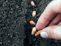 Cultura de fasole: Semanatul