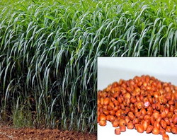 Semanatul ierbii de Sudan