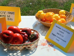 „Semintele traditionale – cheia protejarii biodiversitatii” – Conferinta de inchidere a proiectului