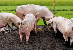 Stefanuroza porcilor