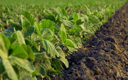 Semanatul culturii de soia