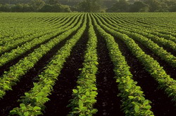 Tehnologia de semanat la soia