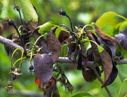 Focul bacterian: Cum se combate cea mai pagubitoare boala a gutuiului, parului si marului