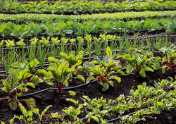 Tratamente cu Dithane si tratament cu fungicide de contact pentru legume sanatoase