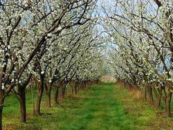 Buletin de avertizare: Tratamentul I si II la Prun