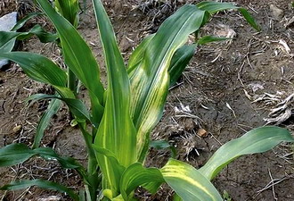 ZinSTART - carenta de Zinc la porumb