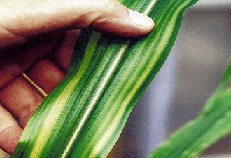 ZinSTART - carenta de Zinc la porumb - detaliu