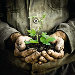 Grija fata de mediu – Obiectiv prioritar pe segmentul de gradina din magazinele HORNBACH