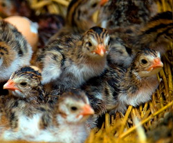 Alimentatia bibilicilor